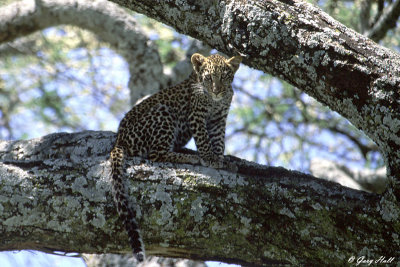 Leopard - Serengeti N.P. Tanzania.jpg
