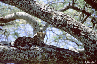Leopard - Serengeti N.P. Tanzania 2.jpg