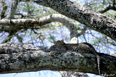 Leopard - Serengeti N.P. Tanzania 3.jpg