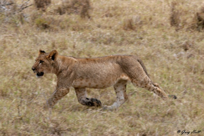Lion - Lake Nakuru N.P. Kenya.jpg