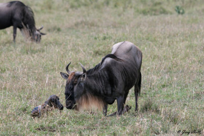 Newborn Wildebeest - Ngorongoro Crater Tanzania.jpg
