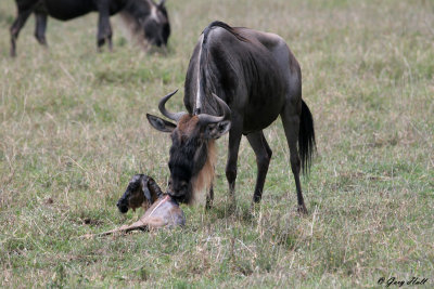 Newborn Wildebeest - Ngorongoro Crater Tanzania 2.jpg