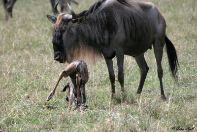 Newborn Wildebeest - Ngorongoro Crater Tanzania 3.jpg