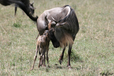 Newborn Wildebeest - Ngorongoro Crater Tanzania 4.jpg