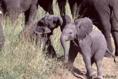 Serengeti N.P. Tanzania.jpg