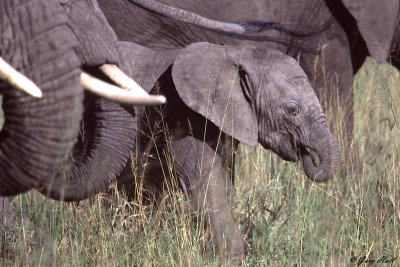 Serengeti N.P. Tanzania 2.jpg