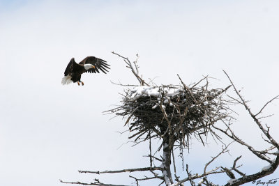 Bald Eagle Approaching Nest.jpg