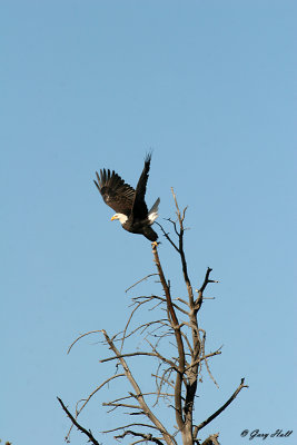 Bald Eagle Lift Off.jpg