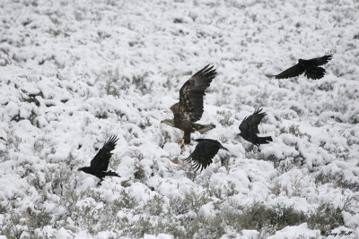 Immature Bald Eagle With Ravens.jpg