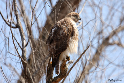 Red Tailed Hawk - Immature.jpg