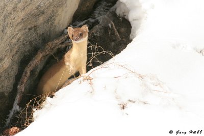 Weasel - Rocky Mountain N.P.jpg