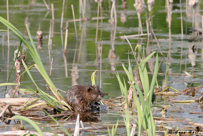 Beaver - Caledon.jpg