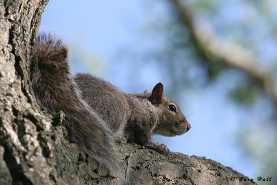 Grey Squirrel - Port Dover.jpg