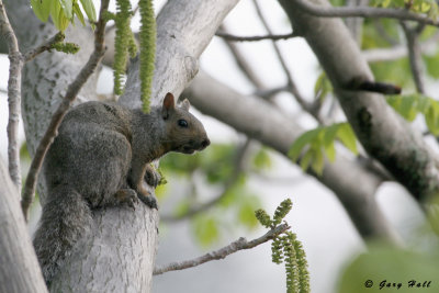 Grey Squirrel - Port Dover 2.jpg