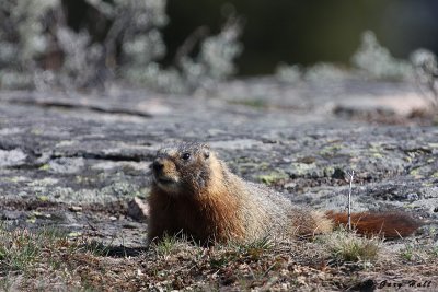 Marmot - Yellowstone N.P.jpg