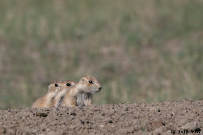 Young Prairie Dogs - Montana 2.jpg