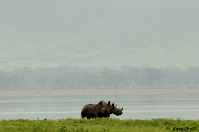 Black Rhinos - Ngorongoro Crater - Tanzania.jpg