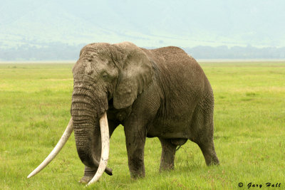 Bull Elephant - Ngorongoro Crater -Tanzania.jpg