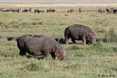 Hippos - Ngorongoro Crater - Tanzania.jpg