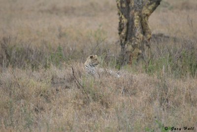 Leopard - Serengeti N.P - Tanzania 2.jpg