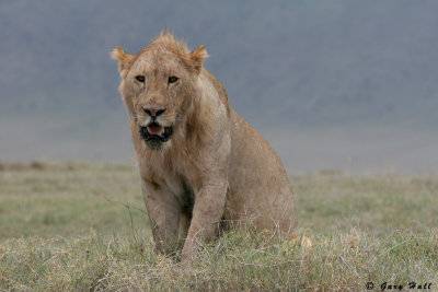 Lion - Ngorongoro Crater - Tanzania.jpg