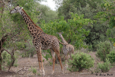 Maasai Giraffe - Lake Manyara N.P. Tanzania.jpg