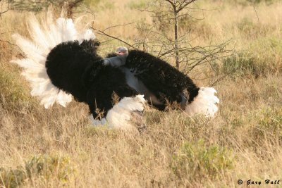 Somali Ostrich - Samburu National - KenyaReserve.jpg