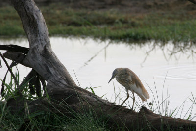 Squacco Heron - Lake Manyara N.P. Tanzania.jpg