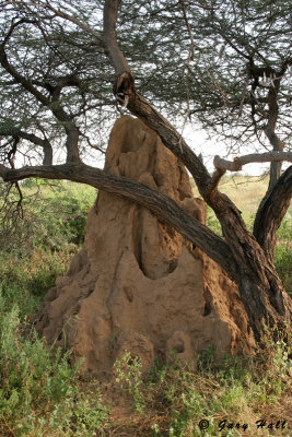 Termite Mound - Samburu National Reserve - Kenya.jpg