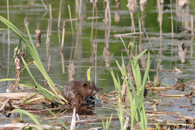 Beaver - Centreville Creek _07-05-23_0.JPG