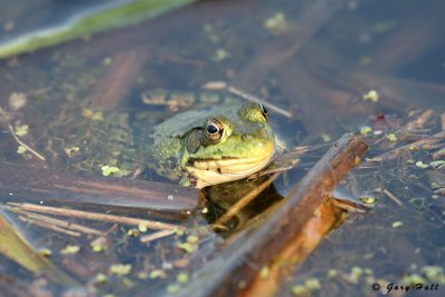 Frog - Centreville Creek Wetlan_07-05-23_0.JPG