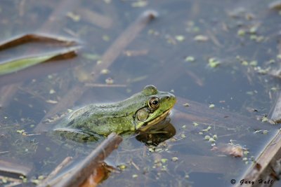 Frog - Centreville Creek Wetlan_07-05-23_1.JPG