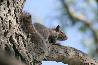 Grey Squirrel_07-05-21_0.JPG
