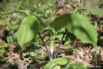 Jack-in-the-Pulpit_07-05-13_0.JPG