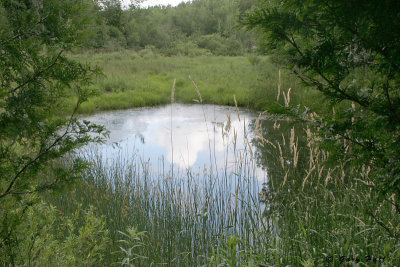 Pond - Palgrave Forest_06-07-07_0.JPG