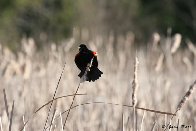 Red-Winged Blackbird_07-05-03_1.JPG