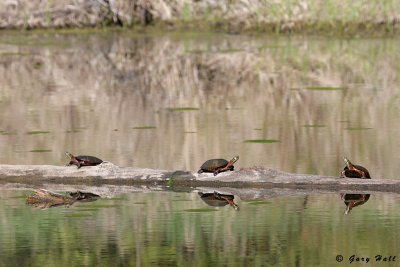 Turtles - Palgrave Forest_07-05-05_0.JPG