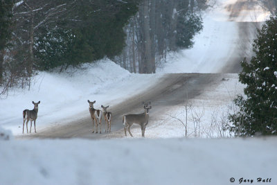 White Tailed Deer - Duffys Lan_07-12-19_0.JPG