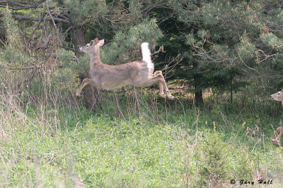White Tailed Deer - Trailway_07-05-24_1.JPG
