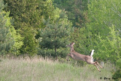 White Tailed Deer - Trailway_07-05-24_2.JPG