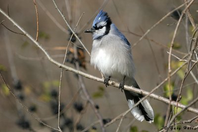 Blue Jay - Royal Botanical Gardens.jpg