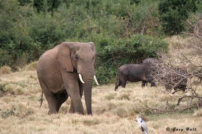 Aberdare National Park - Kenya_06-02-22_6.JPG