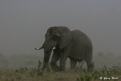 elephants