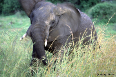 elephants