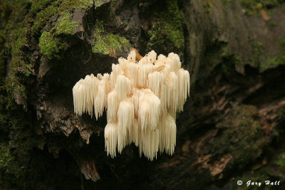 Fungus - Hockley Valley - Caledon Hills.JPG