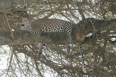 Ngorongoro Conservation Area - Tanzania.JPG