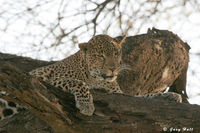 Samburu Nature Reserve - Kenya.JPG