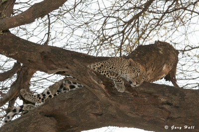 Samburu Nature Reserve - Kenya 1.JPG