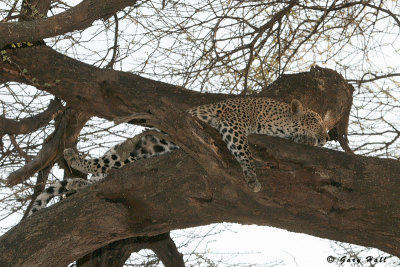Samburu Nature Reserve - Kenya 2.JPG