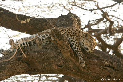 Samburu Nature Reserve - Kenya 3.JPG